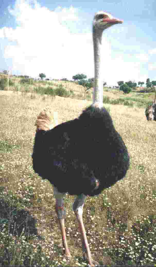 photo and picture of an ostrich